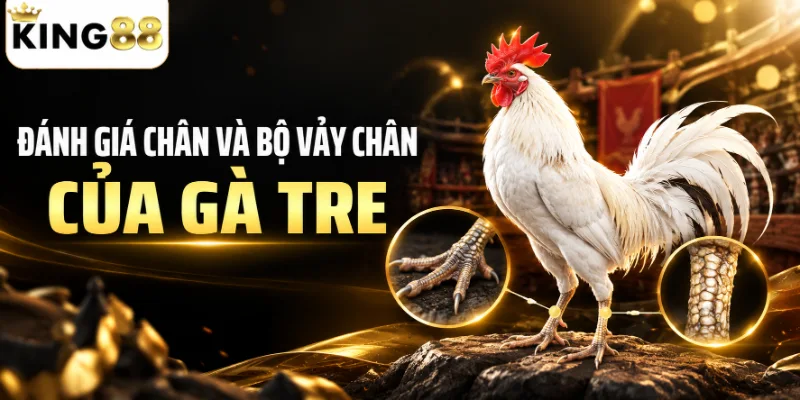 Đánh giá chân và bộ vảy chân của gà tre