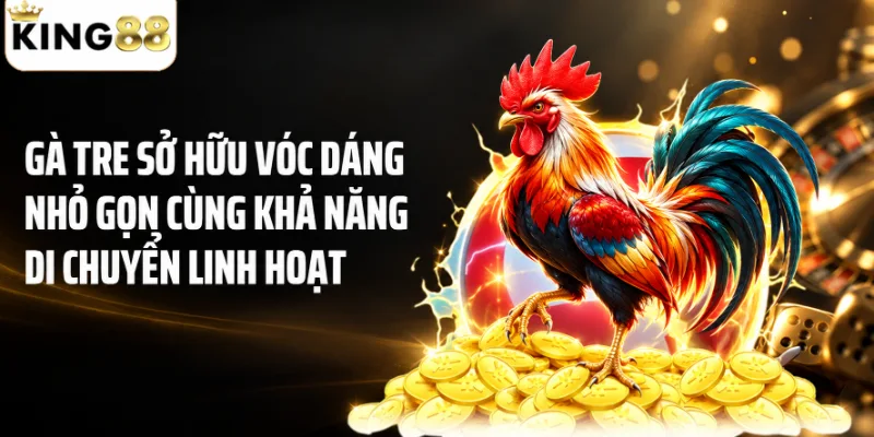 Gà tre sở hữu vóc dáng nhỏ gọn cùng khả năng di chuyển linh hoạt
